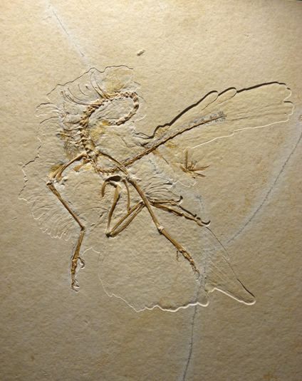 Das neue (elfte) Exemplar des Urvogels Archaeopteryx (Foto: H. Tischlinger)