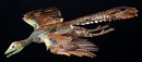 Lebendrekonstruktion des Urvogel Archaeopteryx im Flug (Modell von R. Liebreich; Copyright Bayerisch