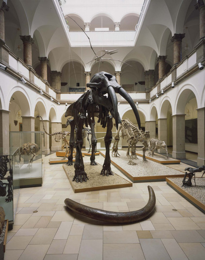 Lichthof des Paläontologischen Museums mit zehn Millionen Jahre altem Mühldorfer Ur-Elefant(Foto: Paläontologisches Museum München)