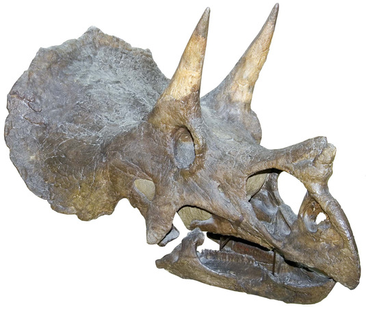 Dreihorndinosaurier Triceratops aus der Kreide-Zeit (Foto: Paläontologisches Museum München)