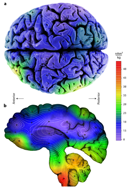 Die Abbildung veranschaulicht die unterschiedlichen Konzentrationen magnetischer Kristalle im menschlichen Gehirn. Die höchste Konzentration ist rot dargestellt. (Stuart A. Gilder/LMU in: Scientific Reports 2018)