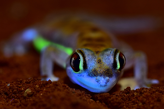 The web-footed gecko (Pachydactylus rangei) from the Namib desert fluoresces neon-green along its flank and around the eye under strong UV-light. This signal is best recognisable from the gecko's point of view. Photograph: David Prötzel (ZSM/LMU).